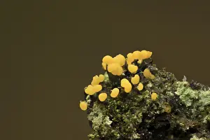 Paddestoelen Prints: Physarum sp