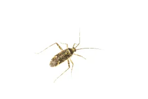 Top View Prints: Phytocoris dimidiatus