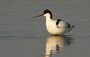 Images Dated 23rd April 2005: Pied Avocet, Recurvirostra avosetta