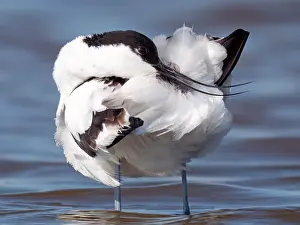 Images Dated 13th May 2023: Pied Avocet, Recurvirostra avosetta