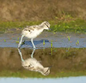 Recurvirostra Prints: Pied Avocet, Recurvirostra avosetta