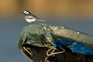 Images Dated 5th April 2007: Pied Wagtail, Motacilla yarrellii