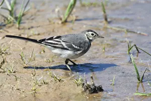 Motacilla Prints: Pied Wagtail, Motacilla yarrellii