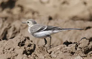 Motacilla Prints: Pied Wagtail, Motacilla yarrellii
