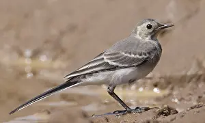 Motacilla Prints: Pied Wagtail, Motacilla yarrellii