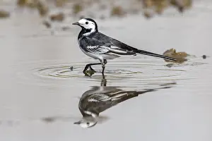Motacilla Prints: Pied x White Wagtail hybrid, Motacilla alba yarrellii x alba