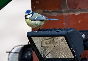 Pimpelmees Prints: Pimpelmees, Blue Tit, Cyanestes caeruleus
