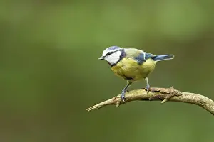 Cyanistes Prints: pimpelmees; Blue tit; Cyanistes caeruleus