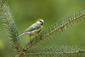 Cyanistes Prints: pimpelmees; Blue tit; Cyanistes caeruleus