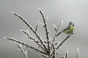 2007 Prints: Pimpelmees, European Blue Tit, Cyanistes caeruleus