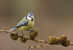 Pimpelmees Prints: Pimpelmees, European Blue Tit, Cyanistes caeruleus