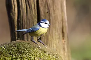 Pimpelmees Prints: Pimpelmees, European Blue Tit, Cyanistes caeruleus