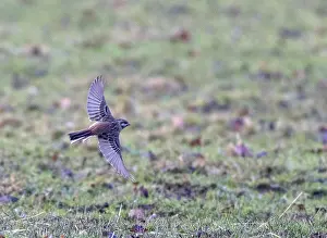Images Dated 22nd January 2017: Pine Bunting