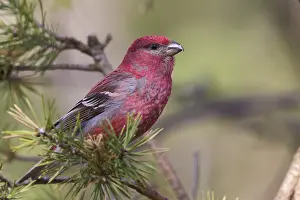 Images Dated 25th May 2016: Pine Grosbeak