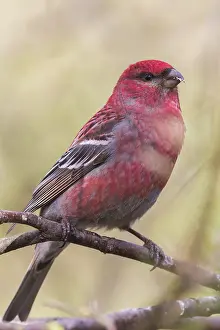 Images Dated 25th May 2016: Pine Grosbeak