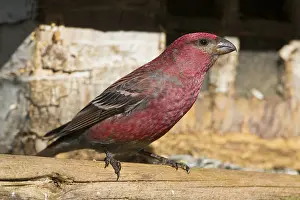 Images Dated 25th May 2016: Pine Grosbeak