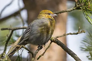 Images Dated 25th May 2016: Pine Grosbeak