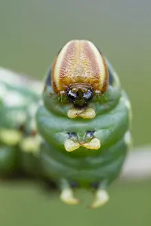 Moths Prints: Pine Hawk-moth; Sphinx pinastri