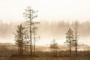 Silhouette Prints: Pine trees in taiga fores