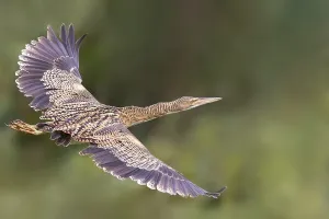 Enviroment Prints: Pinnated Bittern, Botaurus pinnatus