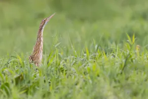 Enviroment Prints: Pinnated Bittern, Botaurus pinnatus