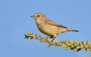 Images Dated 12th November 2021: Plain Leaf Warbler in Oman
