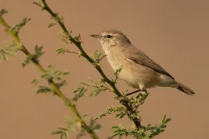 Images Dated 12th November 2021: Plain Leaf Warbler in Oman