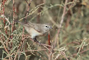 Neglectus Prints: Plain Leaf Warbler, Phylloscopus neglectus