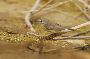 Neglectus Prints: Plain Leaf Warbler, Phylloscopus neglectus