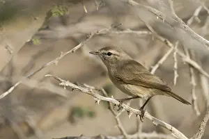 Neglectus Prints: Plain-leaf Warbler, Phylloscopus neglectus