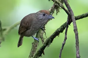 2024 Prints: Plain-winged Antshrike (Thamnophilus schistaceus)
