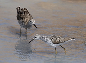 Poelruiter Prints: Poelruiter; Marsh Sandpiper; Tringa stagnatilis