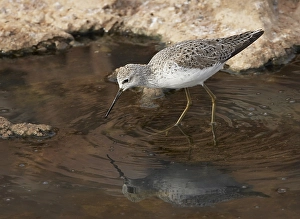 Poelruiter Prints: Poelruiter; Marsh Sandpiper; Tringa stagnatilis