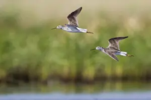 Poelruiter Prints: Poelruiter, Marsh Sandpiper, Tringa stagnatilis
