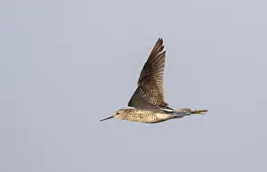 Poelruiter Prints: Poelruiter, Marsh Sandpiper, Tringa stagnatilis