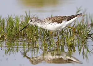 Poelruiter Prints: Poelruiter, Marsh Sandpiper, Tringa stagnatilis