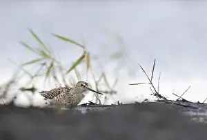 Poelruiter Prints: Poelruiter, Marsh Sandpiper, Tringa stagnatilis