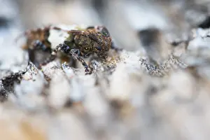 Pogonocherus Prints: Pogonocherus hispidulus