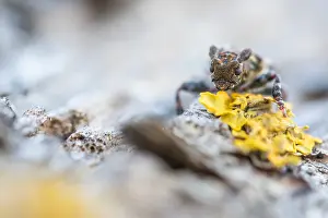 Pogonocherus Prints: Pogonocherus hispidulus