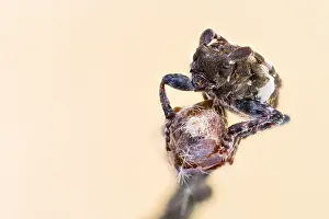 Pogonocherus Prints: Pogonocherus hispidulus