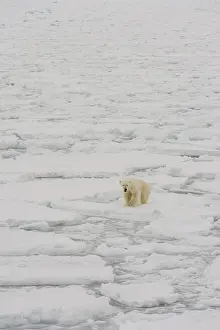 Norway Prints: A polar bear in an icescape, Ursus maritimus