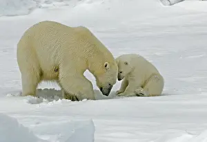 2006 Prints: Polar Bear, IJsbeer, Ursus maritimus