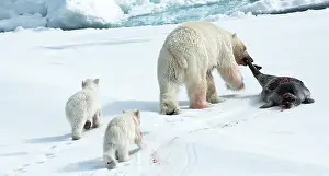 2006 Prints: Polar Bear, IJsbeer, Ursus maritimus