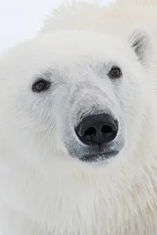 Norway Prints: A polar bear portrait, Ursus maritimus