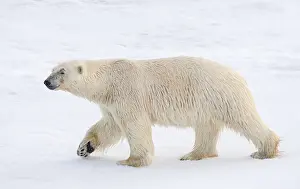 Images Dated 26th June 2014: Polar Bear, Ursus maritimus