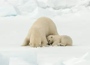 2006 Prints: Polar bear, Ursus maritimus