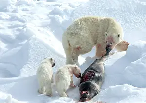 2006 Prints: Polar bear, Ursus maritimus