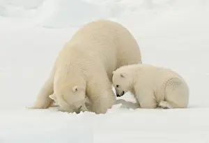 2006 Prints: Polar bear, Ursus maritimus