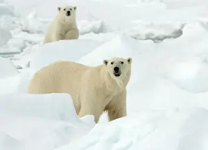 2006 Prints: Polar bear, Ursus maritimus