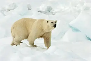 2006 Prints: Polar bear, Ursus maritimus